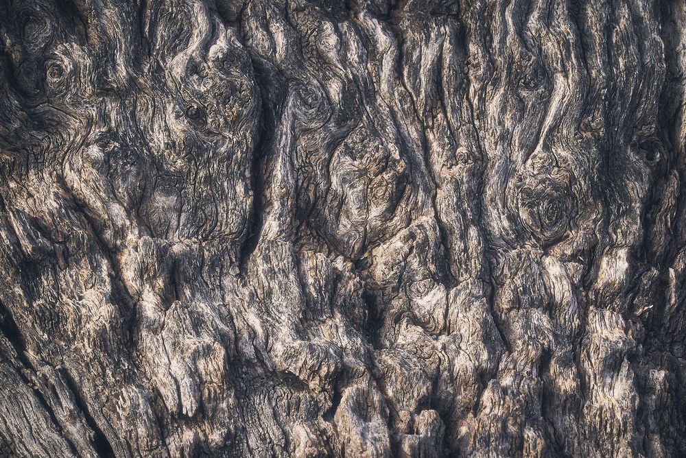 Close-up of weathered tree bark with deep grooves and swirling knots, showing layered gray-brown wood grain and rough, fibrous textures; irregular ridges cast soft shadows, creating a natural, abstract pattern.