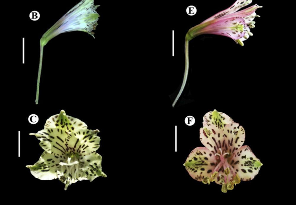 Pesquisadores brasileiros descobrem nova espécie de flor no Cerrado  | VGN - Notícias em MT com credibilidade