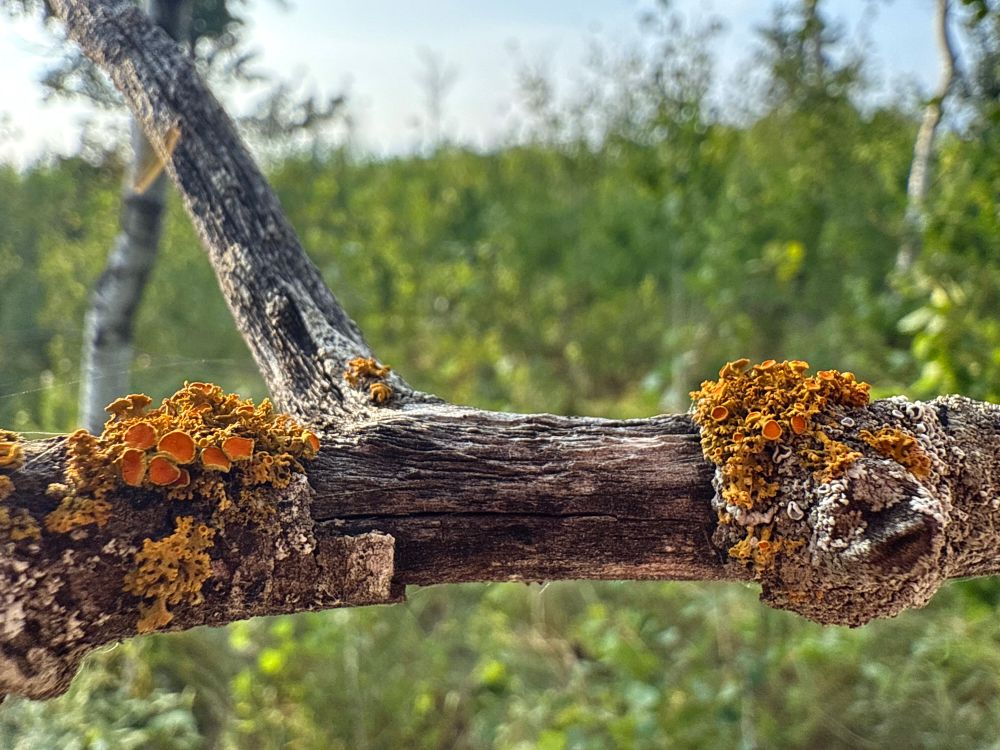 Photograph of two clumps of orange brown lichens growing on a branch against a blurred green grassland background 