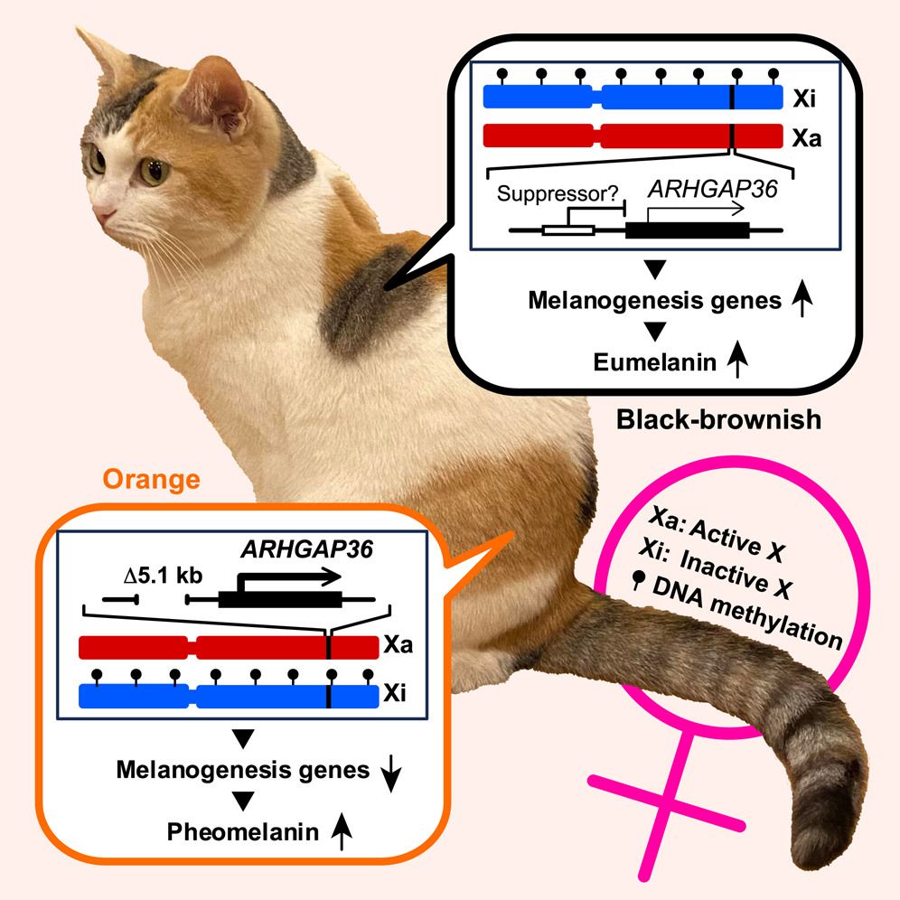 A graphical abstract for the linked paper.  It depicts an adorable calico cat on a pink background. There are two caption bubbles pointing to the cat: one black and the other orange. These two bubbles respectively contain depictions of the ARHGAP36 gene in both orange and black/brown fur expression.