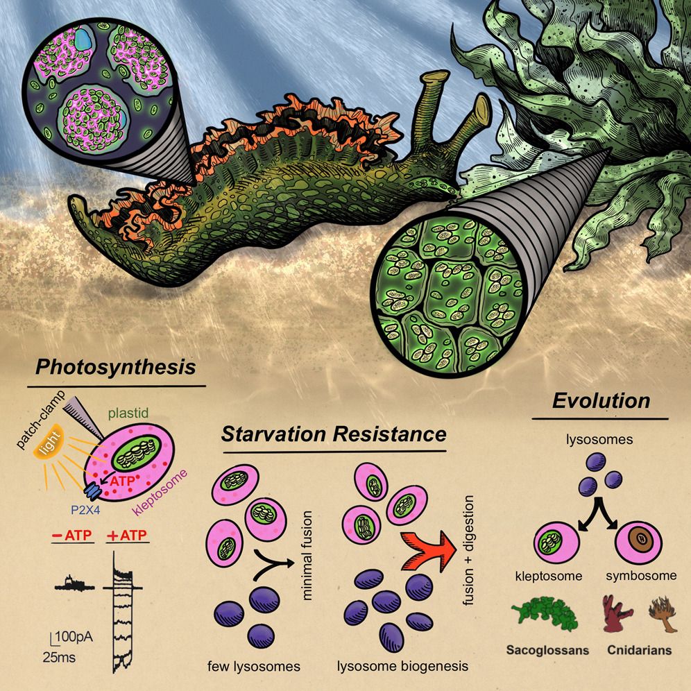 Graphical abstract of the linked paper.

Sea slugs retain and store foreign chloroplasts in kleptosome organelles (top). Kleptosomes use luminal ATP-sensing ion channels to support photosynthesis (bottom left). Kleptosomes digest chloroplasts during prolonged starvation (bottom center). Slugs and corals use convergent mechanisms of endosymbiosis (bottom right).