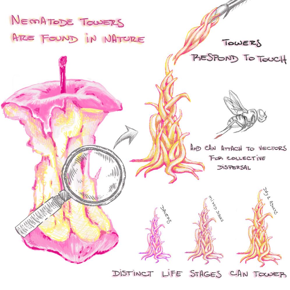 Graphical abstract of linked paper.

Nematode towers are found in nature on rotten fruit.  These towers respond to touch and can attach to insects for collective dispersal.