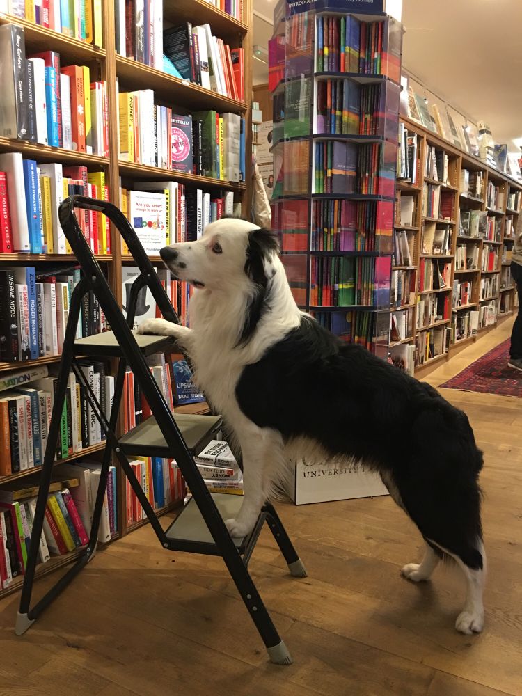 Browsing in Toppings bookshop