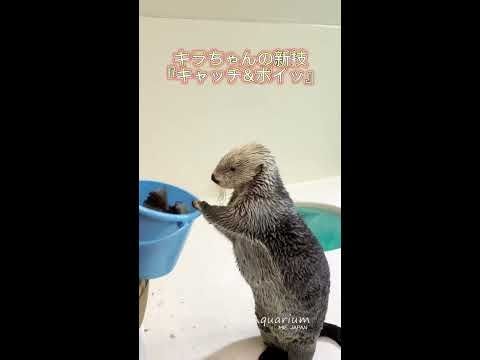 《鳥羽水族館》ラッコのキラちゃん🦦新技『キャッチ&ポイっ』🥰