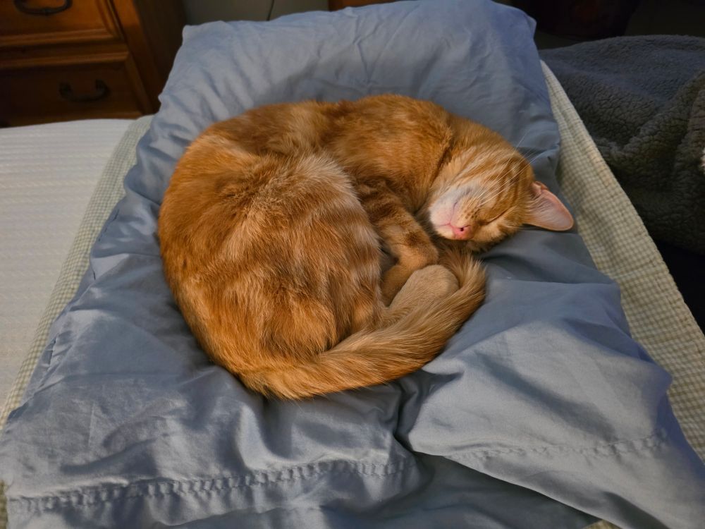 Orange tabby cat curled up on a blue down pillow. 