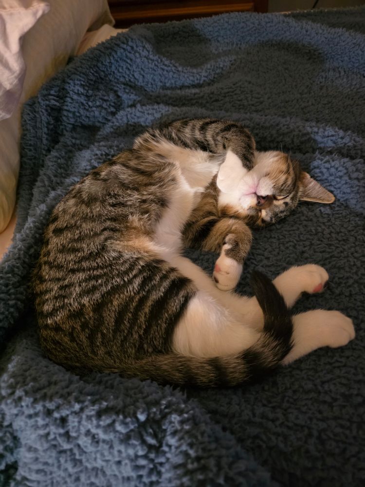 Sleeping gray tabby kitten on blue fleece blanket.