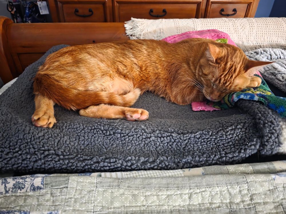 Large orange tabby cat sound asleep ona blue fleece blanket. 