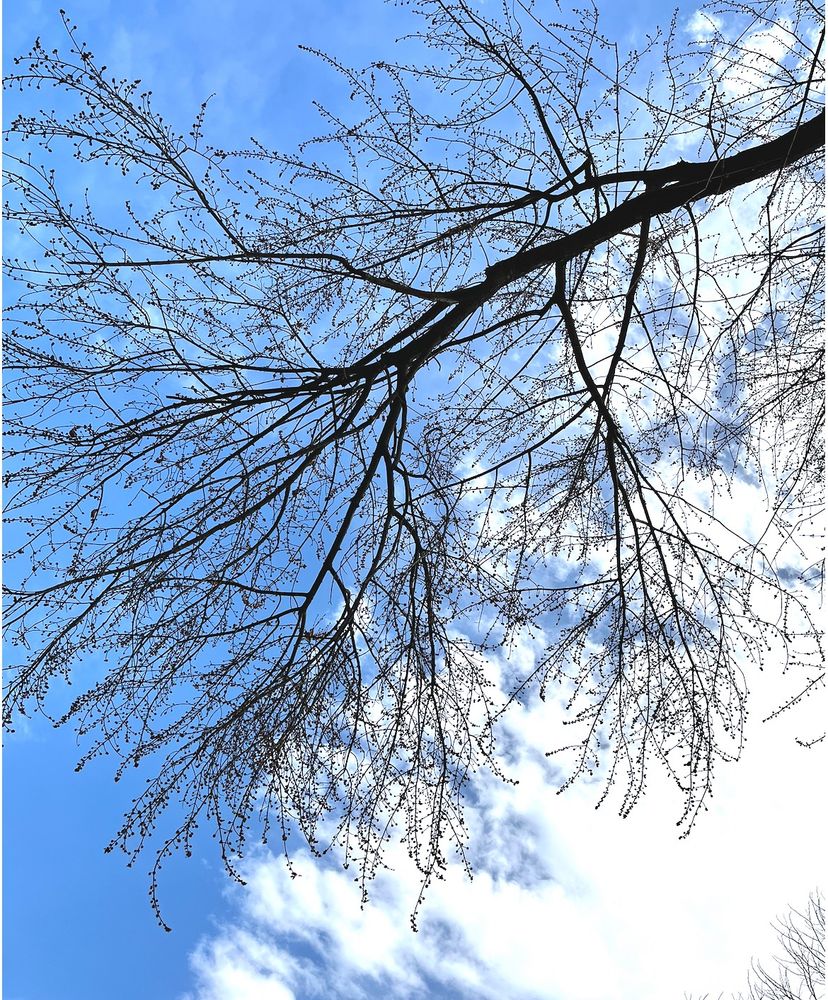 Blues skies and buds on tree branches. 