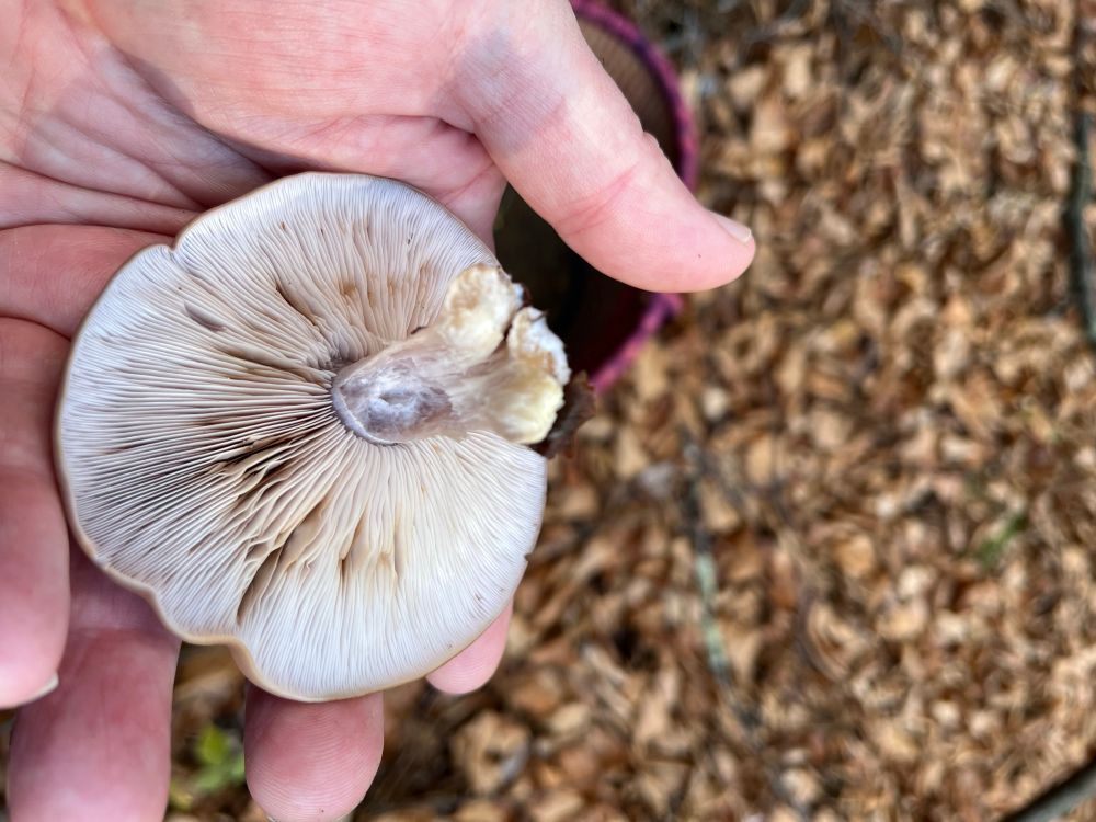 My hand holding a wood blewit