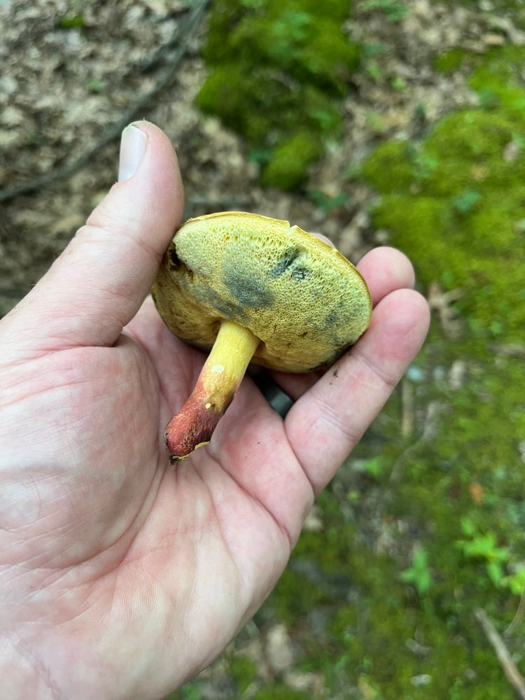 My hand holding a red and yellow mushroom 
