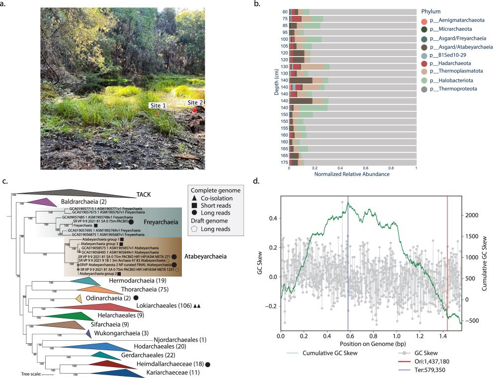 Asgard archaea modulate potential methanogenesis substrates in wetland soil