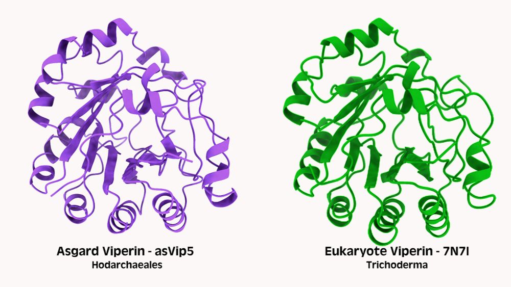 Next Time You Beat a Virus, Thank Your Microbial Ancestors