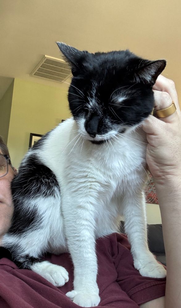 Michael, a black and white cat perched on my (not pictured) shoulder