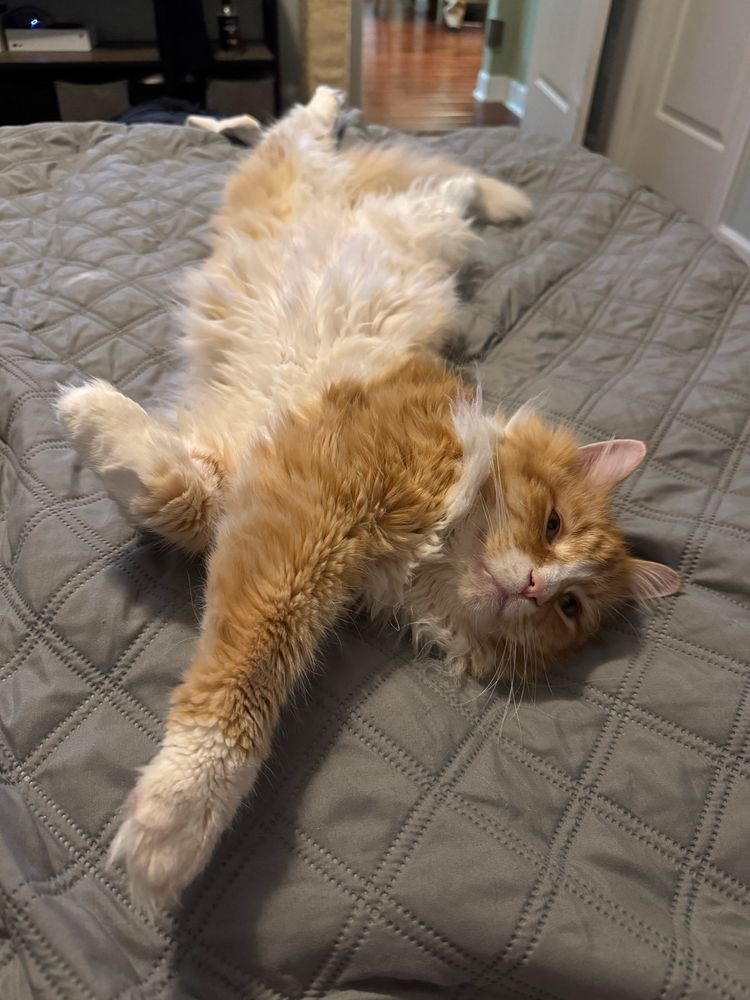 Marshall, a long-haired orange boy stretching wayyyyyyy out