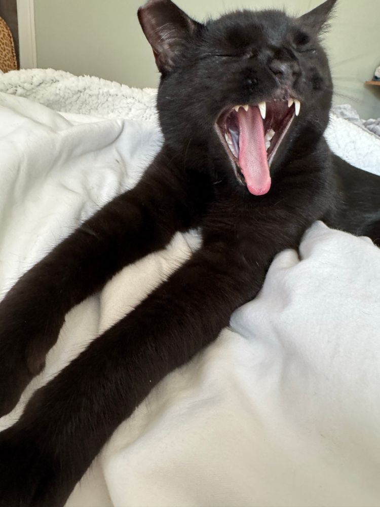 Wolfgang, a little black cat, yawning with his legs stretched out in front of him 