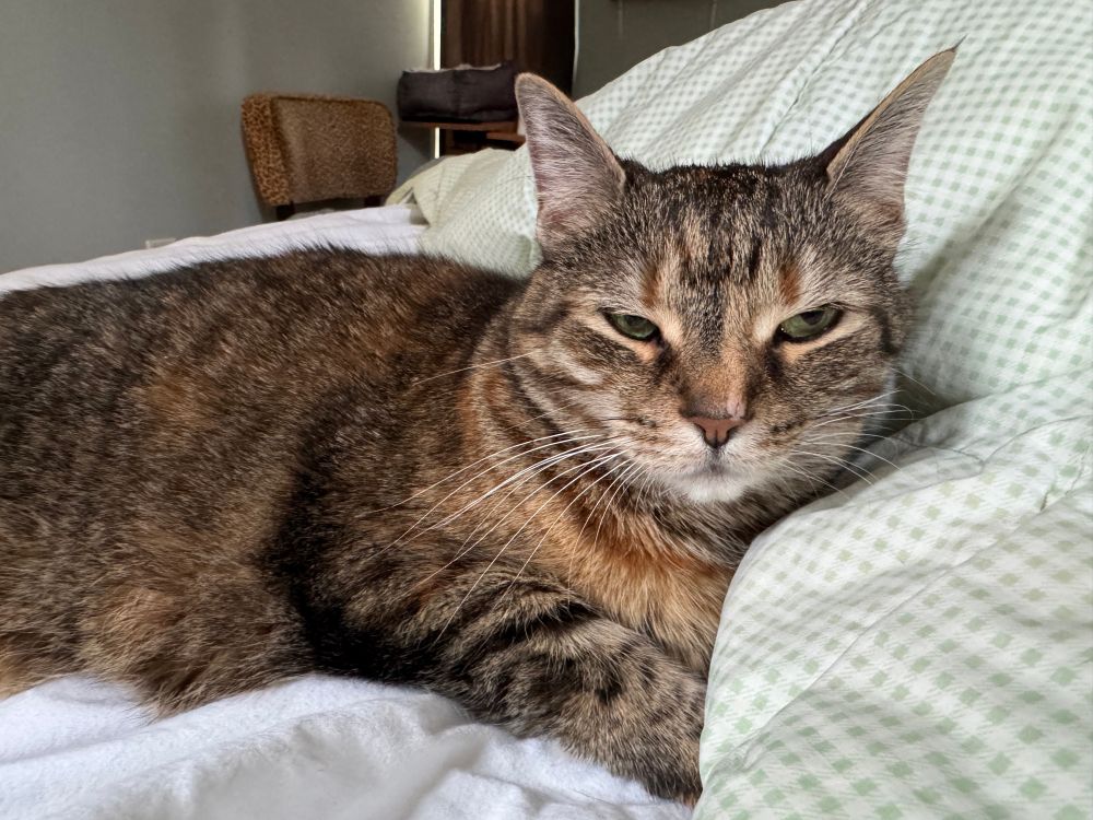 Marcelline, a sassy lil’ torbie looking eepy 