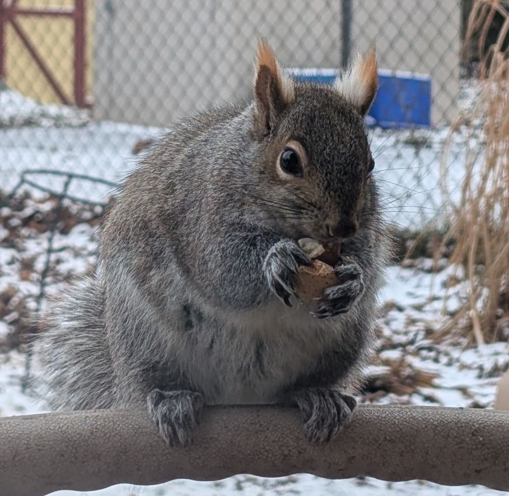 Grey squirrel munching on an almond 