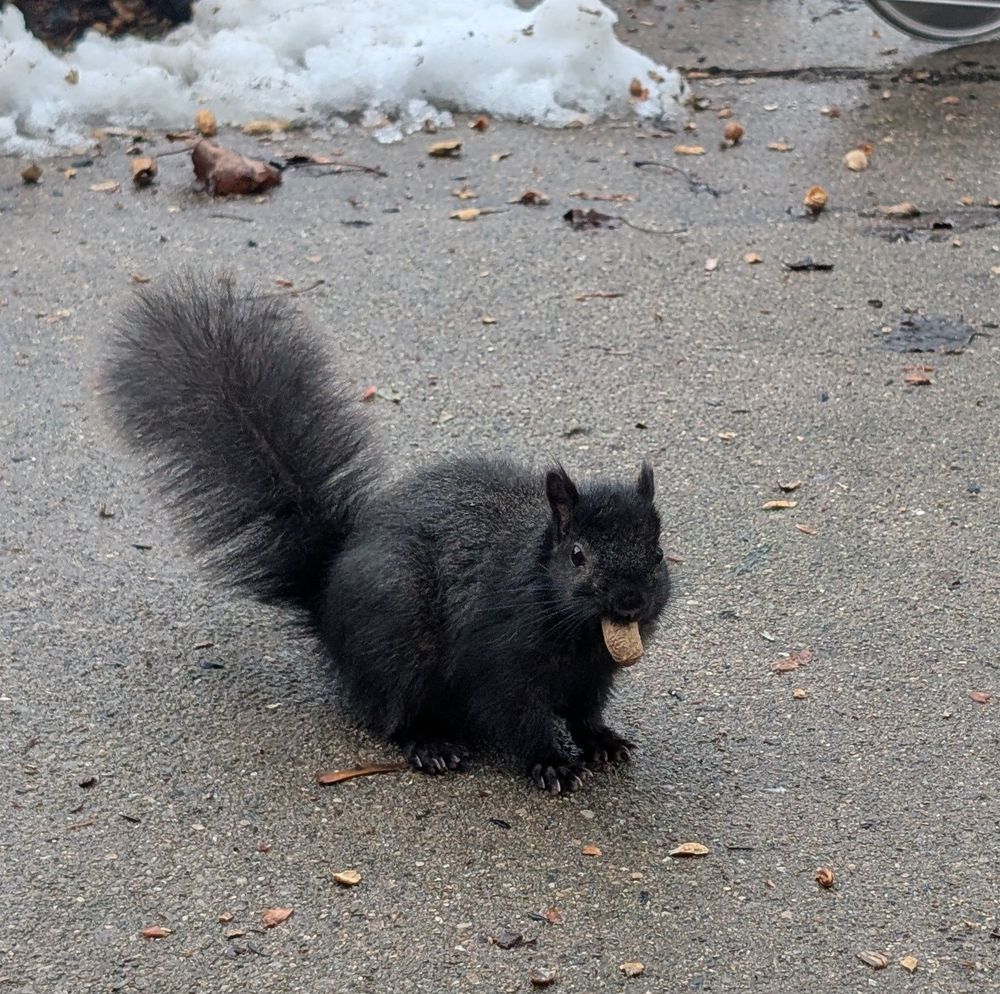 Tiny black squirrel with a peanut