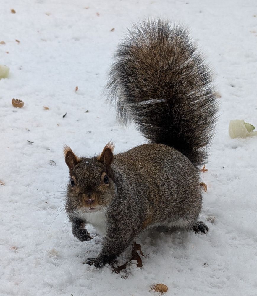 Fluffy grey squirrel posing