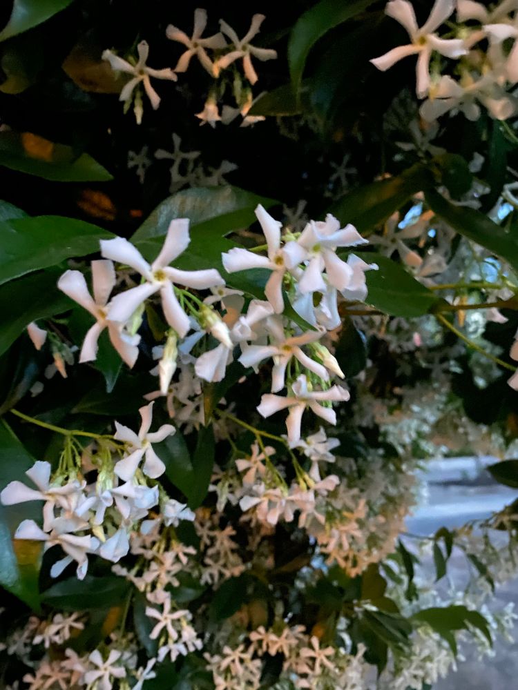 Star Jasmine flowers in a warm light