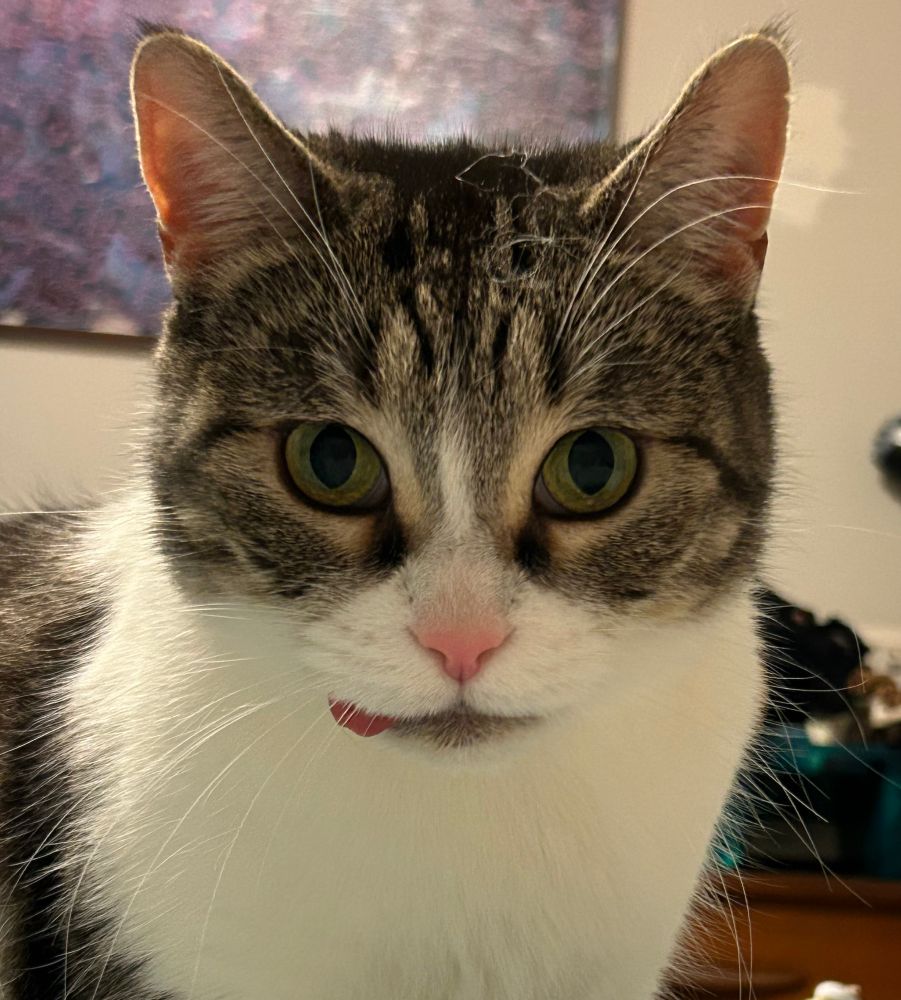brown and white tabby cat looking silly with her tongue poking out to the side 