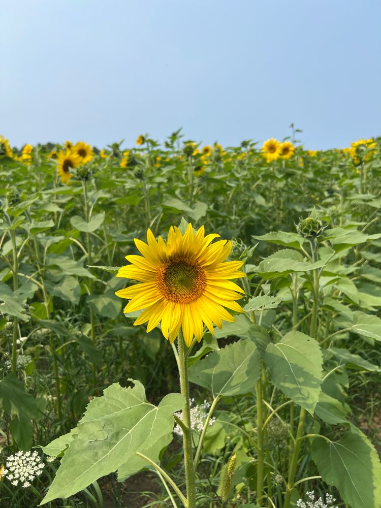 A single sunflower in a huge field of them under a blue sky. 