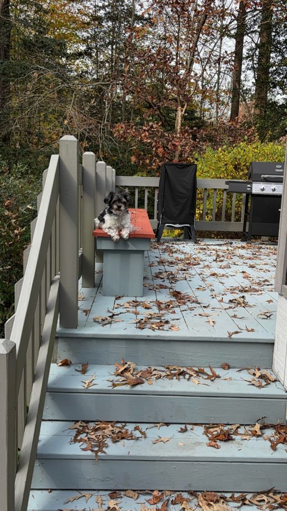 Black and gray dog laying on a red bench on a deck covered in leaves