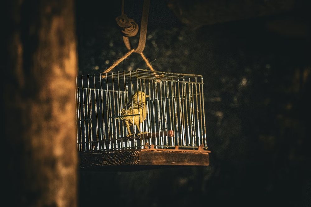 Caged canary in a coal mine: yellow bird with dark background.