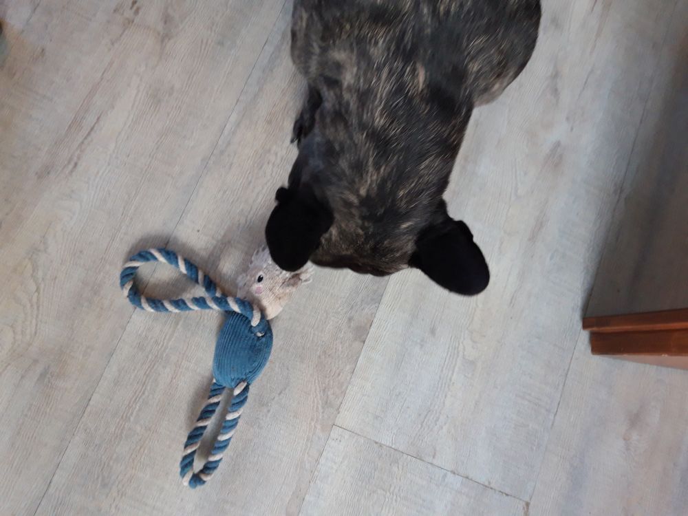 Französische Bulldogge Klärchen über ein blauweißes-Seil-Spieli gebeugt. Die Aufnahme ist von oben, man sieht Kopf, die spitzen Ohren und den Hals.