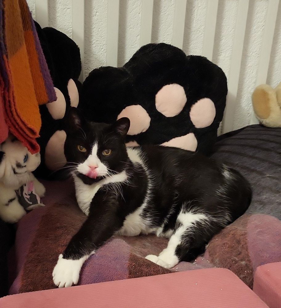Schwarzweißer Kater Schorsch liegt vor einem riesigen Kissen in Pfotenform und streckt die Zunge heraus.