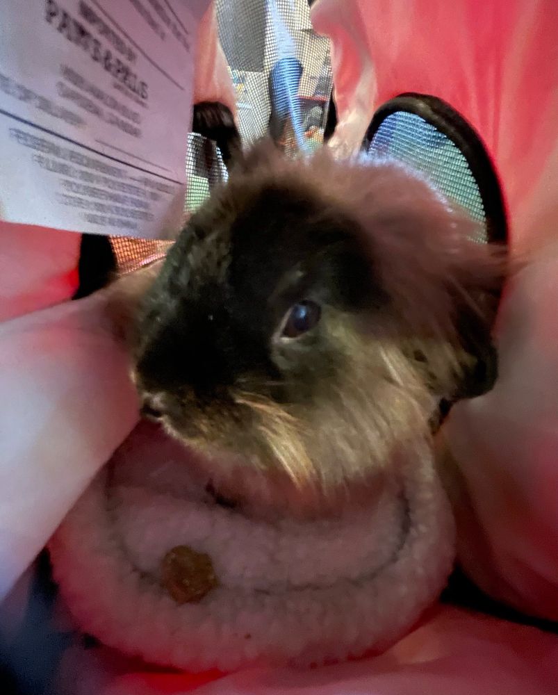 A very fluffy colorpoint rabbit in a pink carrier. Both her ears are down so she looks like a Guinea pig. 