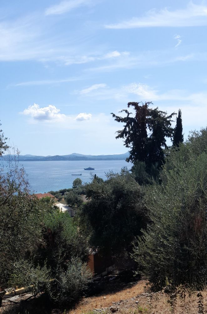 View down through olive and conifer trees to blue sea and sky. Hills on the horizon. 
