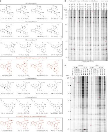 Graphical abstract for article