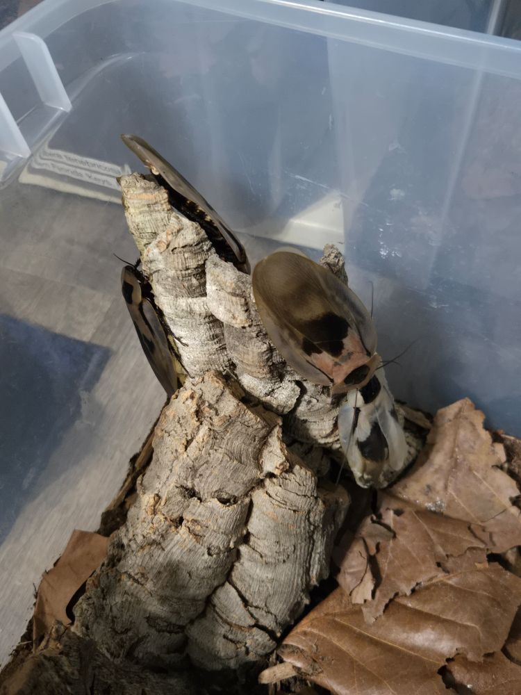 a few adult giant cave roaches (Blaberus giganteus) sitting on pieces of cork bark in a plastic bin