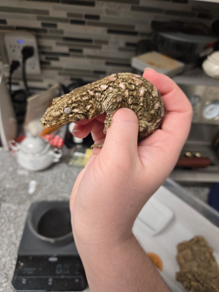 the same gecko being held in a hand, now far more fired up. the pink bars are more saturated, and the rest of the body is streaked with dark green on a lighter green background. a food scale and contents of a plastic shoebox (lined with paper towel with a piece of cork bark, square water dish, and feeding cup) can be seen in the background. 