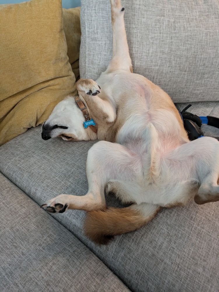 Our Shiba, Saki, posing like a French Bro