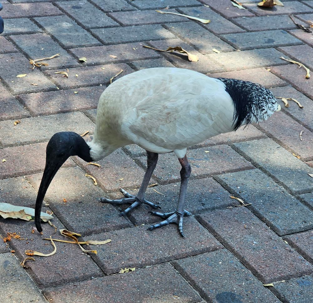 An ibis, colloquially known as a bin chicken, with white body feathers, a black head and beak, and black tail feathers.