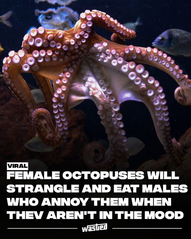 The image shows an octopus in an aquarium setting. The octopus is prominently positioned and displays its arms wide, revealing numerous suction cups along their lengths. The octopus has a reddish-brown hue, with the suction cups appearing in contrasting lighter tones. In the background, faint outlines of fish and aquatic elements are visible against a dark tank. The image is overlaid with bold white text in the lower section.

Transcribed Text:

VIRAL
 FEMALE OCTOPUSES WILL STRANGLE AND EAT MALES WHO ANNOY THEM WHEN THEY AREN'T IN THE MOOD
 wasted