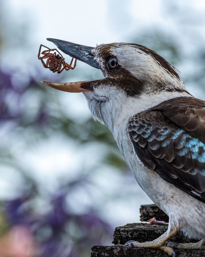 A kookaburra with its beak open and a spider, upside down and with legs curled in, between the kookaburra's beak.

Image credit: Tim Marshall