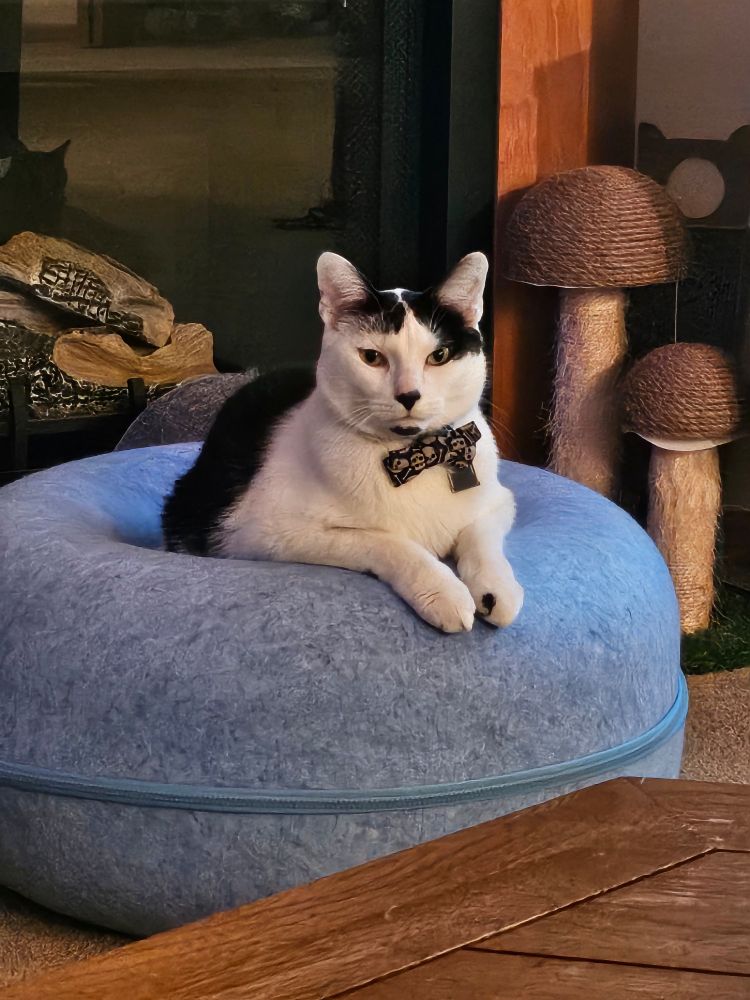 black and white cat wearing a bowtie sitting in a donut shaped cat tunnel, the cat is glaring at the camera