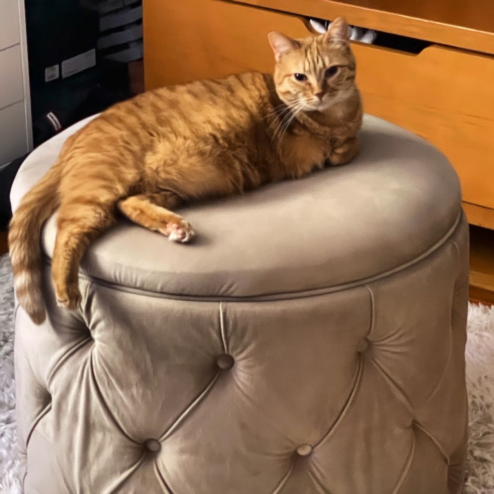 Cat laying on ottoman