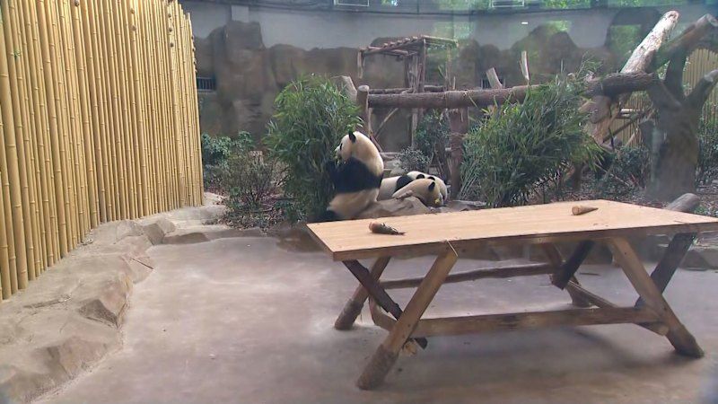Anthony Albanese visits the pandas
