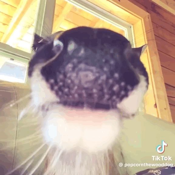 Close-up of a deer giving a smile.