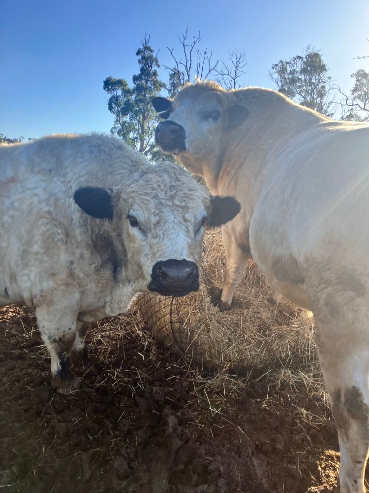Photo of two British White bulls and a round bale of grassy hay.  They both are white all over with black ears and noses.  They are both very chonky and weigh about 900kg each.  The bull closest to the camera, YB, is looking at the camera while standing next to the hay.  The second bull, T, has his body facing away from the camera but has turned his head to look back at the camera.  He has his front feet on the hay bale about a foot above the ground.  His head is above YB’s.