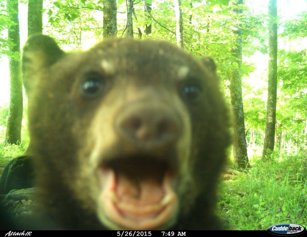 Trail cam picture of a surprised-looking bear