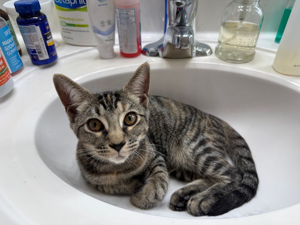 Nesta the kitten