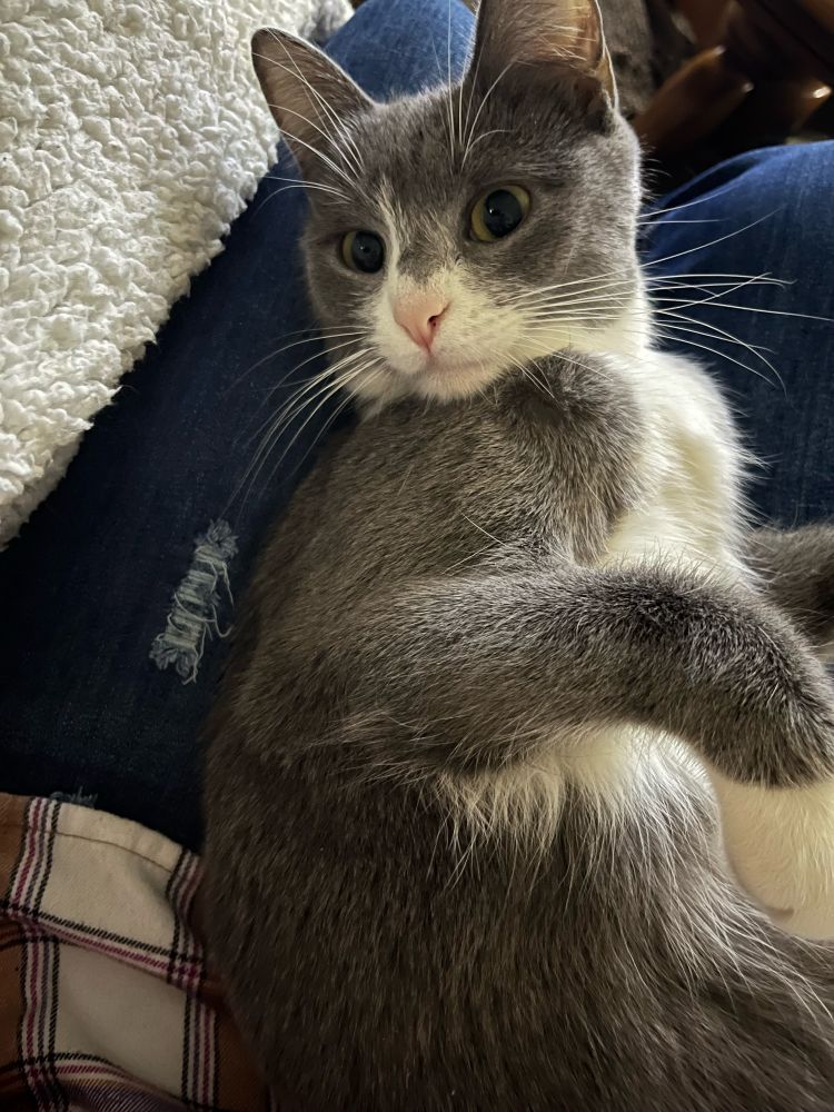 A small three legged gray and white cat with a look on her face like “how dare you”