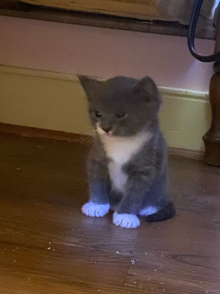 Bunger, a small gray and white tuxedo kitten with a white chin making the tiniest angry face 