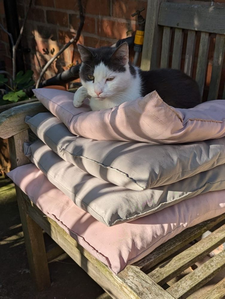Photograph of Terrance, a grey and white cat, reclining on 4 cushions on a bench.