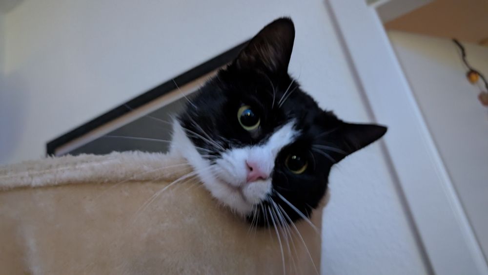 My black and white tuxedo cat Poki is lying inside a bowl on a cat tree with only his head sticking out.